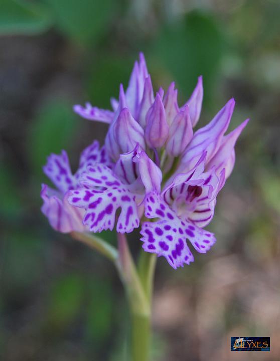 orchis tridentata.JPG